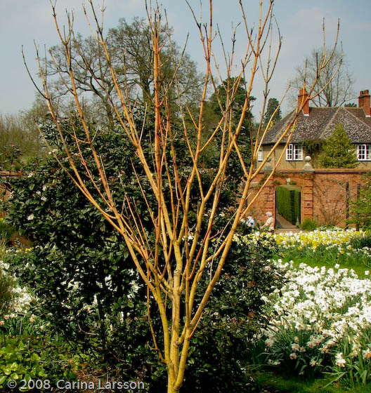 Acer pensylvanicum 'Erythrocladum'